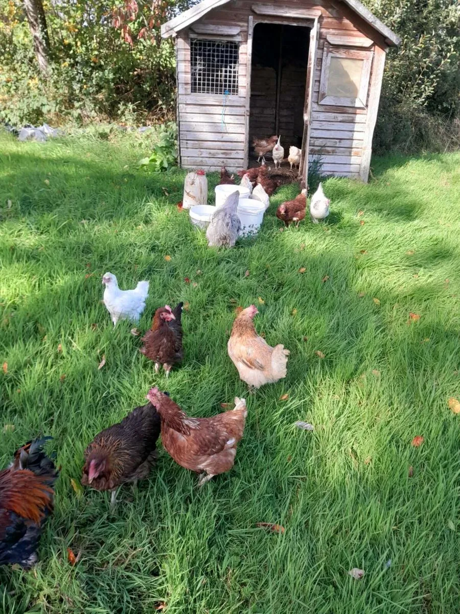 Clearance sale of laying pullets and call ducks - Image 1