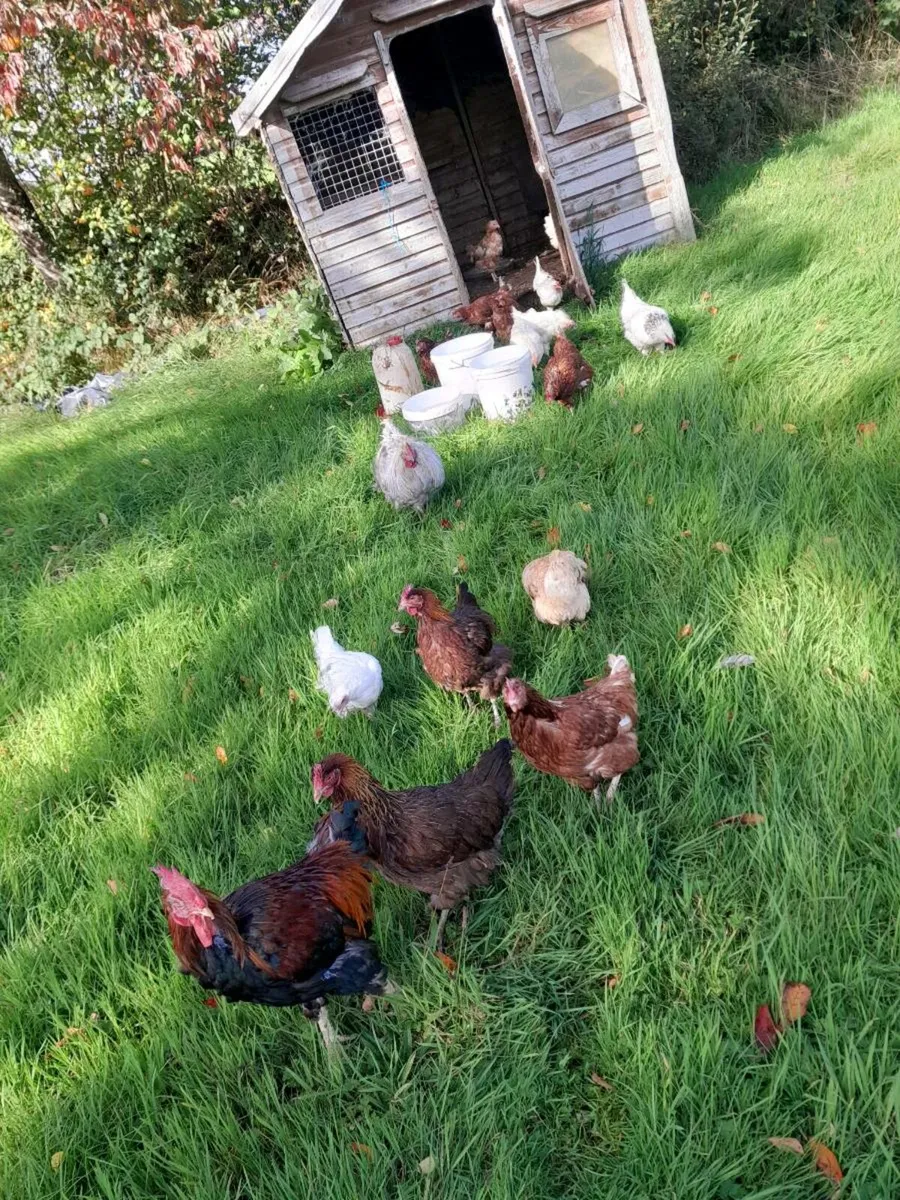Clearance sale of laying pullets and call ducks - Image 2