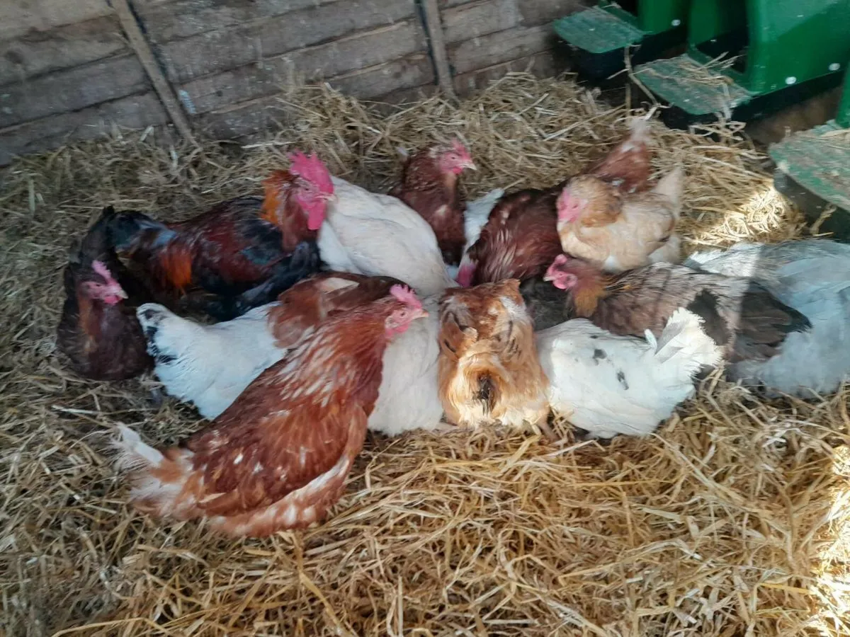 Clearance sale of laying pullets and call ducks - Image 3