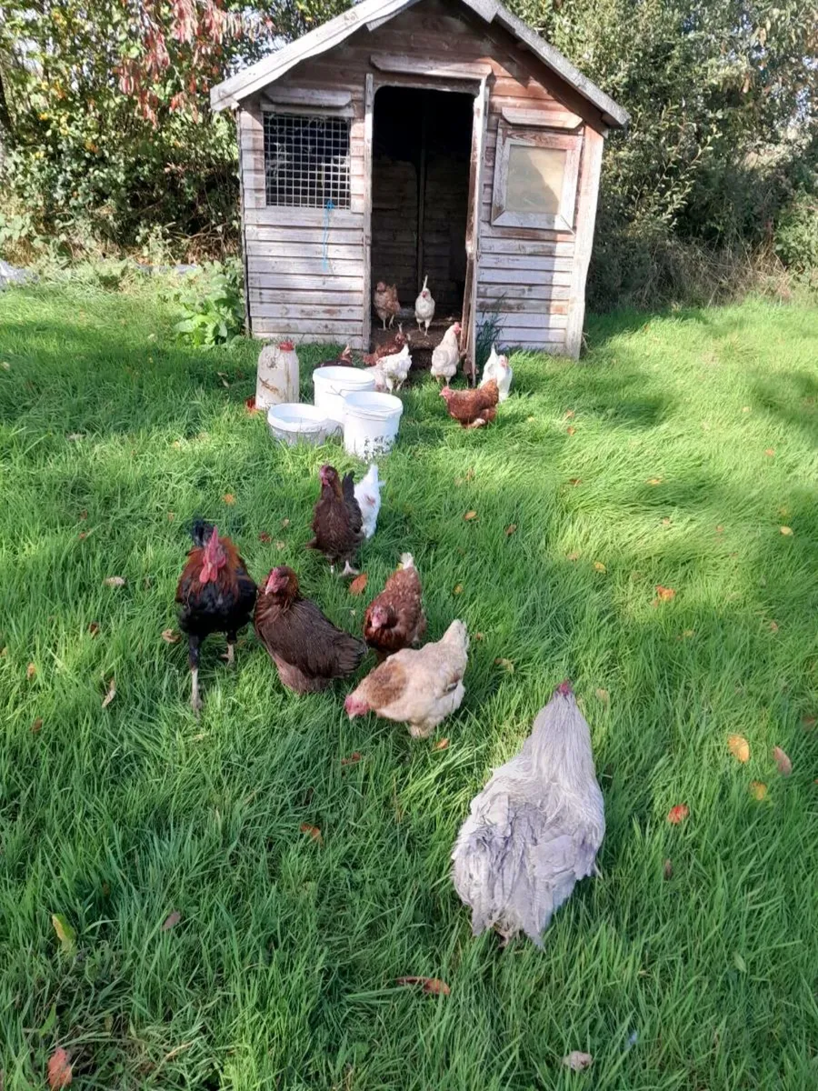 Clearance sale of laying pullets and call ducks - Image 4
