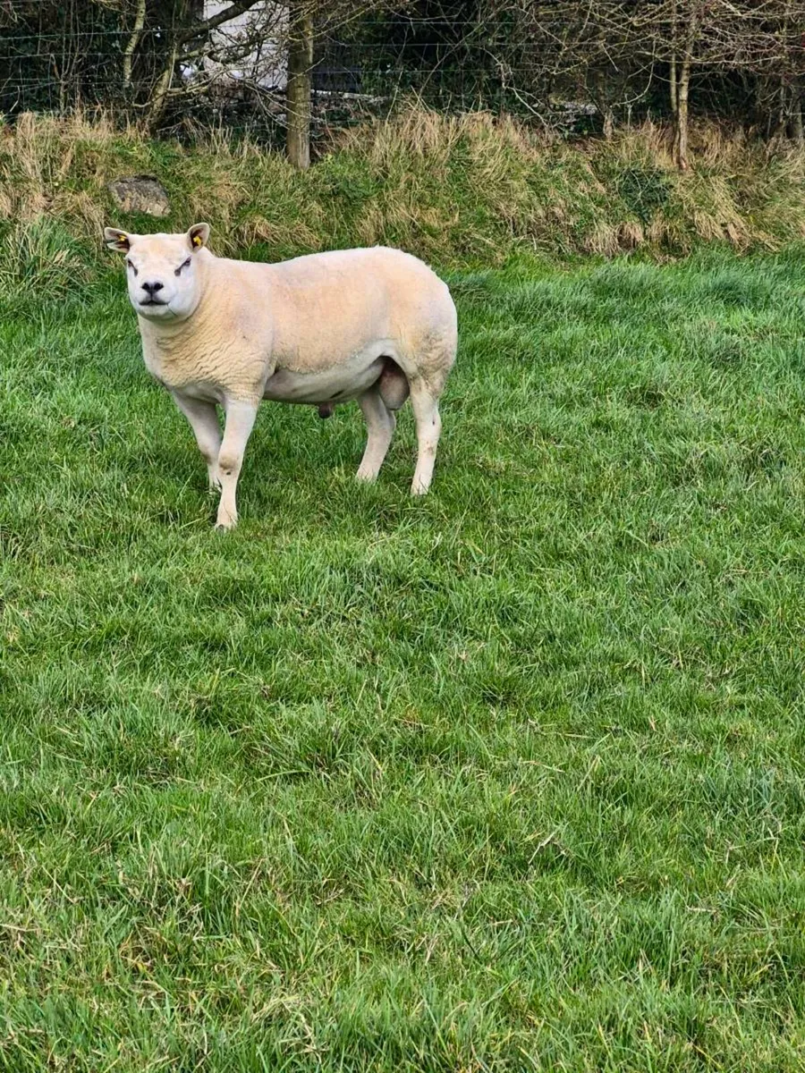 Texel Ram 5 star - Image 1