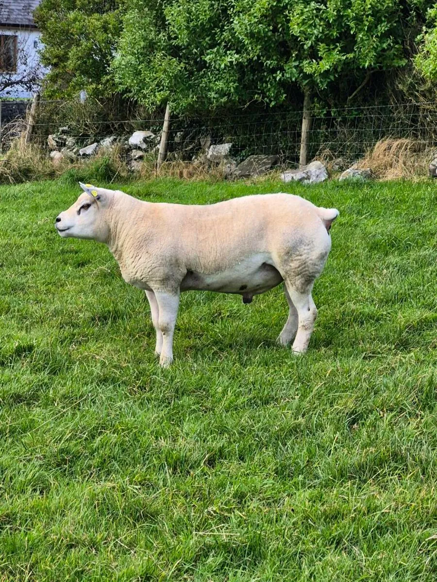 Texel Ram 5 star - Image 2