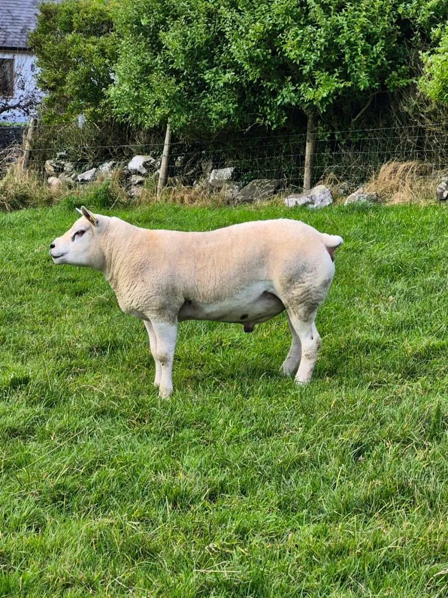 Texel Ram 5 star - Image 3