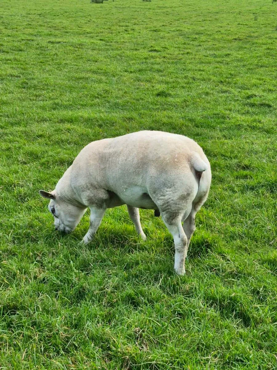 Texel Ram 5 star - Image 4