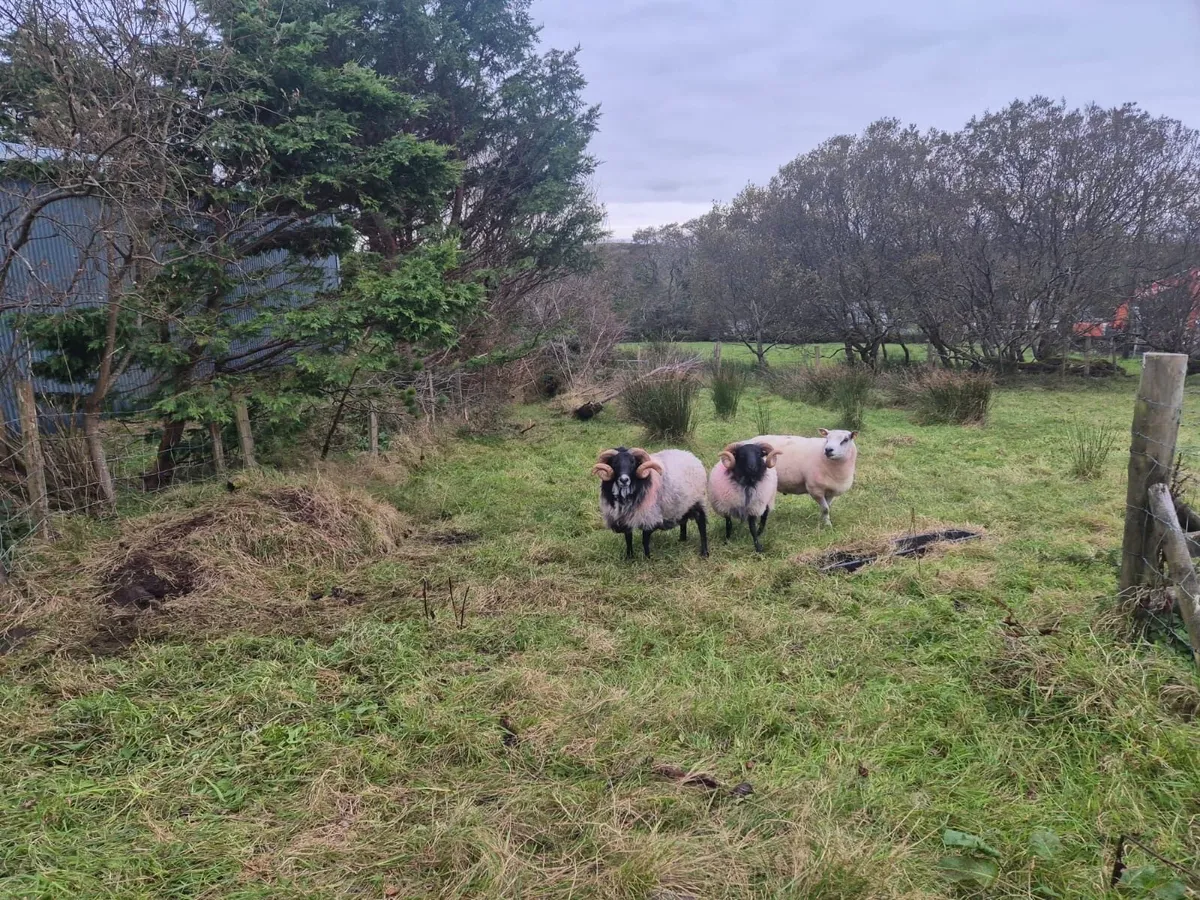 Blackface Mountain Ram 3 year old Organic - Image 2