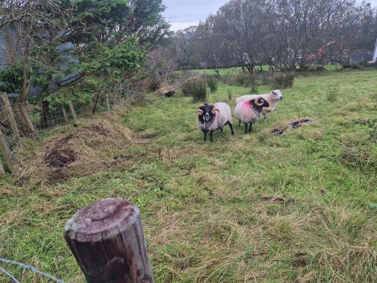 Blackface Mountain Ram 3 year old Organic - Image 3