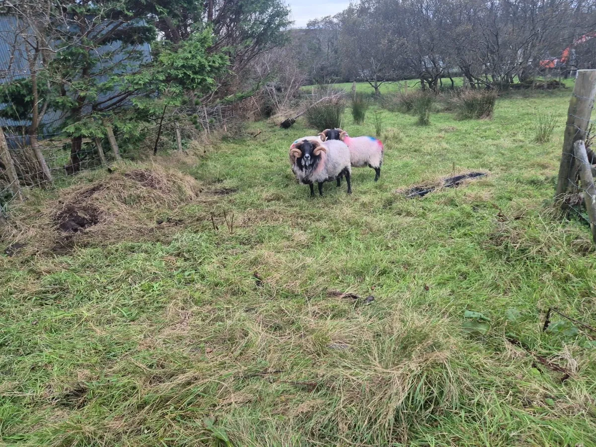 Blackface Mountain Ram 3 year old Organic - Image 1
