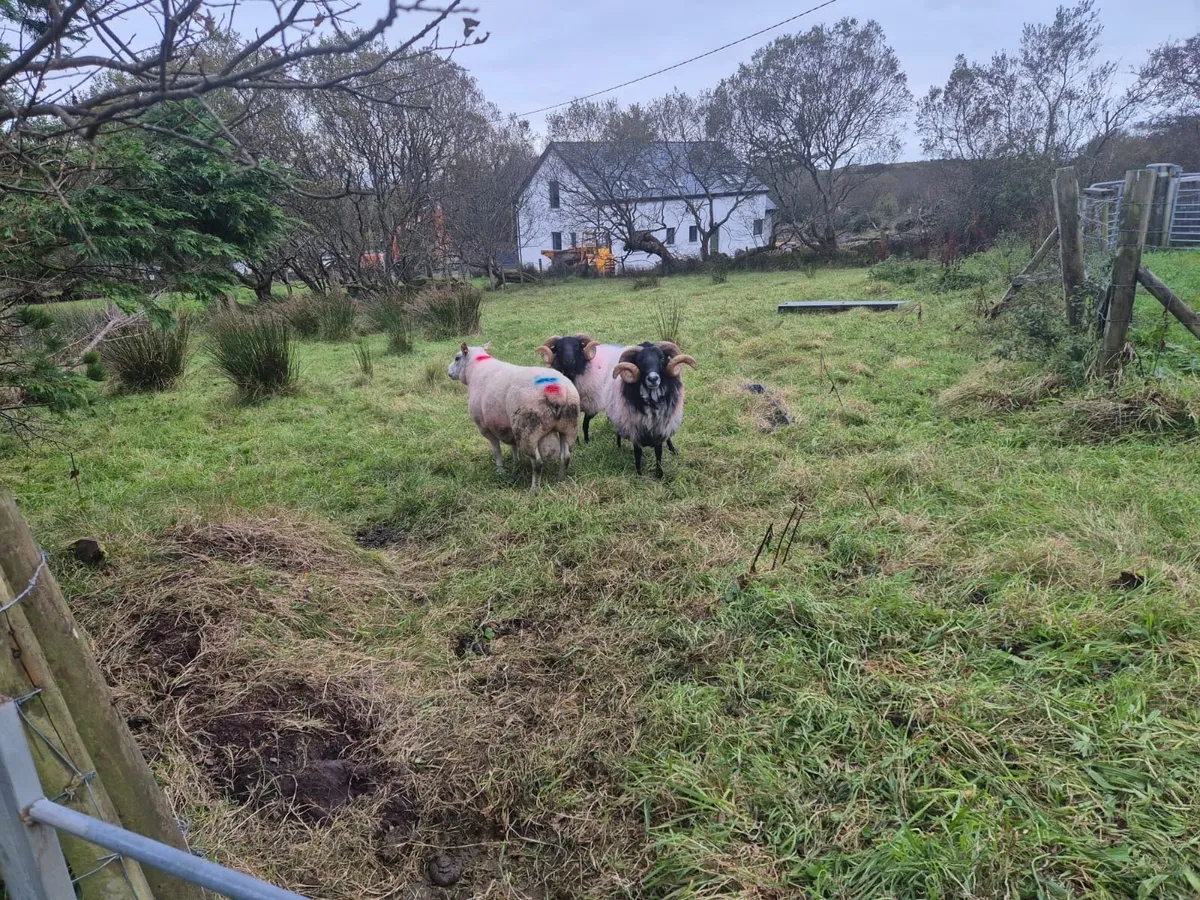 Blackface Mountain Ram 3 year old Organic - Image 4