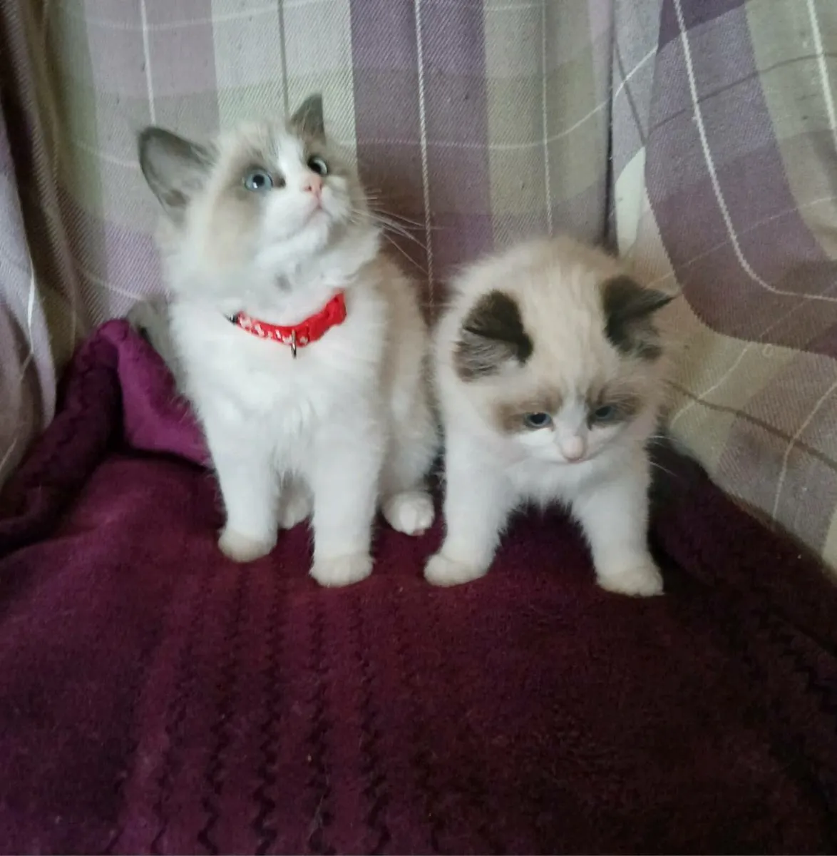 Ragdoll kittens - Image 1