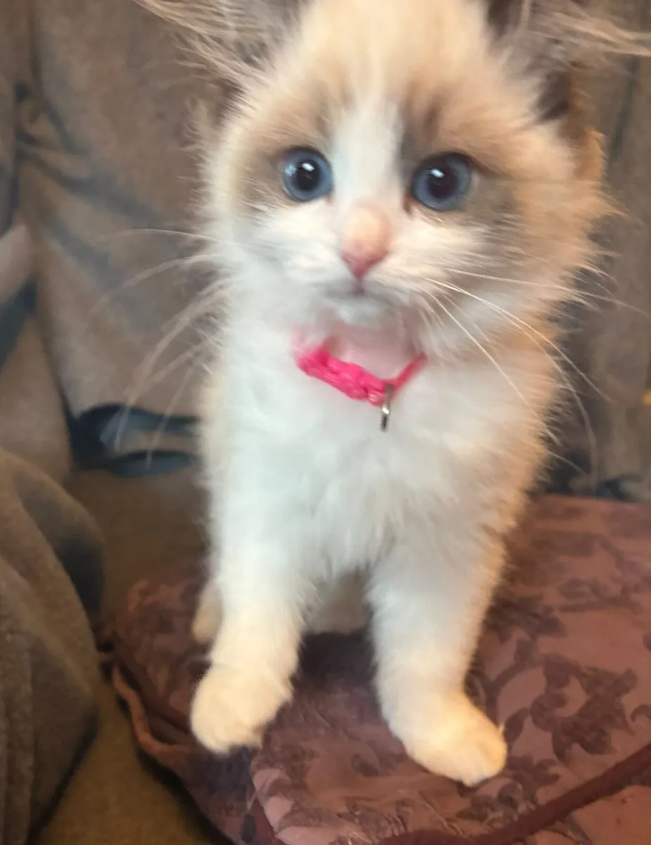 Ragdoll kittens - Image 2