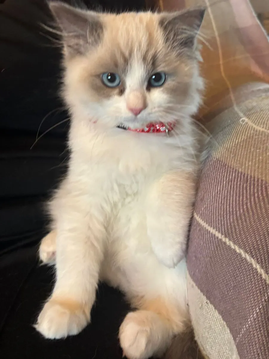 Ragdoll kittens - Image 3