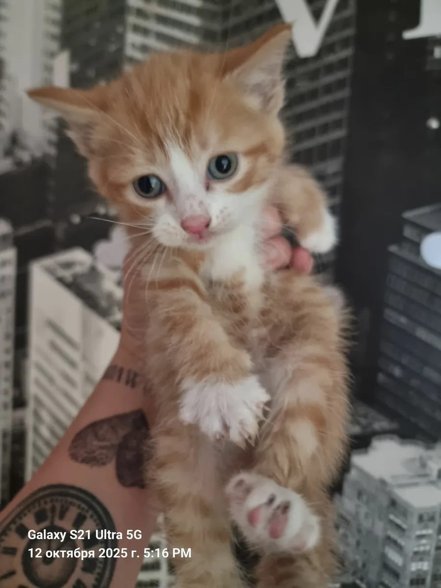 Cat - Image 1