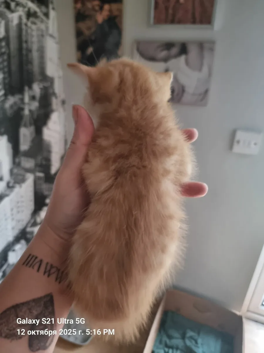 Cat - Image 2