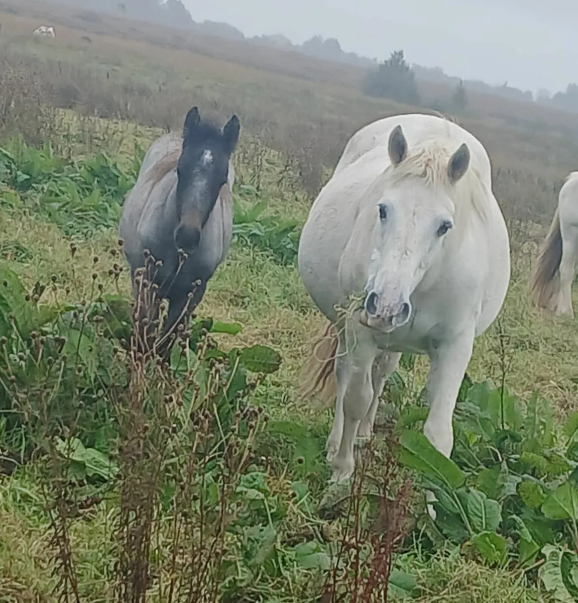 Pony - Image 1