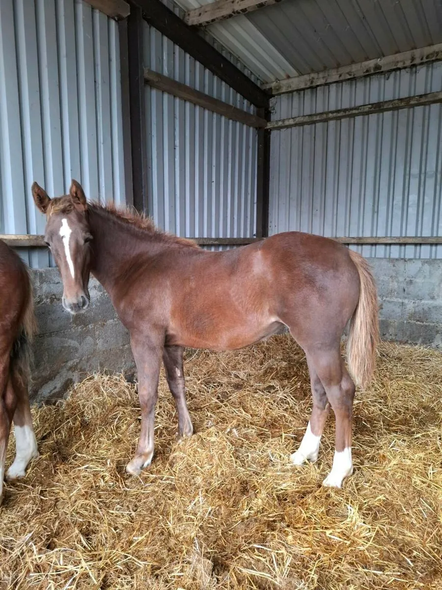 Ish filly foal - Image 4
