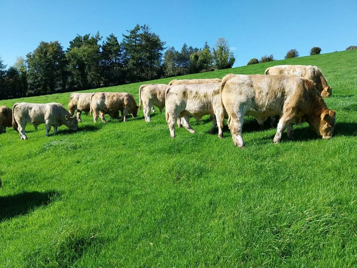 20 Super U grade ChX Weanling Bulls - Image 1