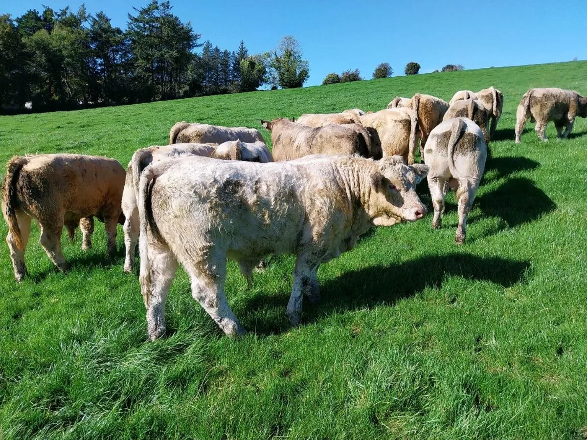 20 Super U grade ChX Weanling Bulls - Image 2