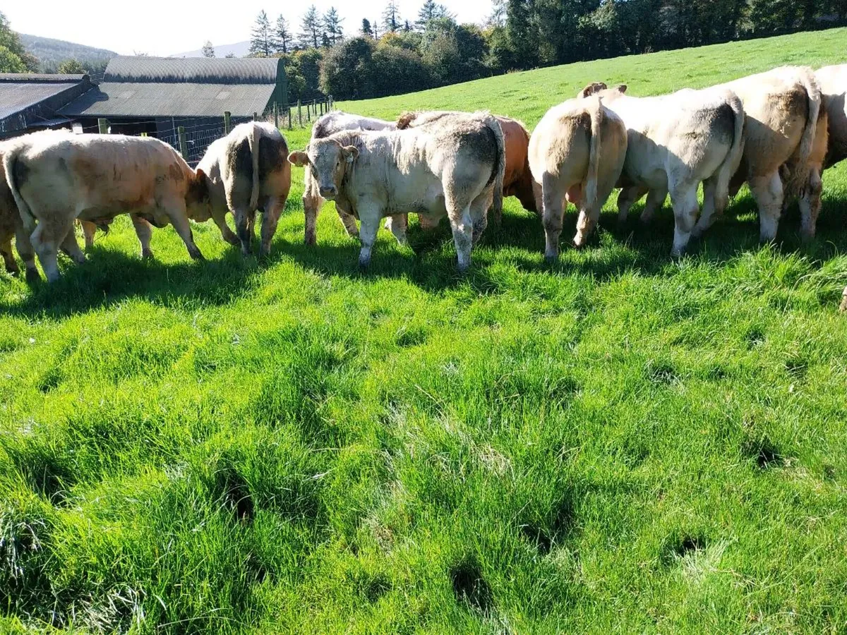 20 Super U grade ChX Weanling Bulls - Image 3