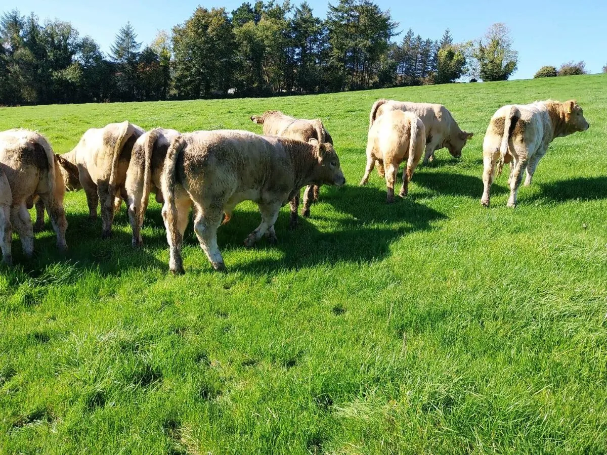 20 Super U grade ChX Weanling Bulls - Image 4