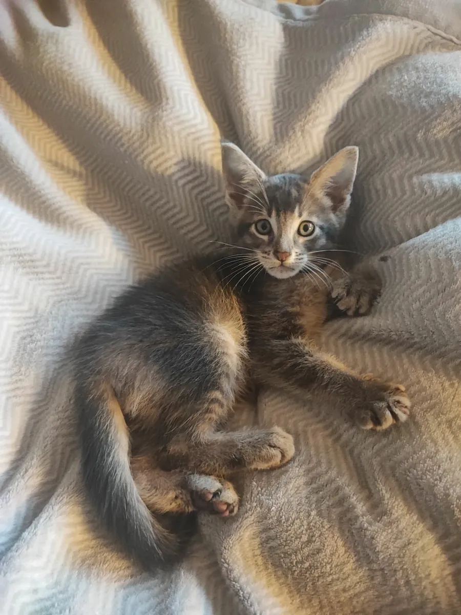 kitten - Image 2