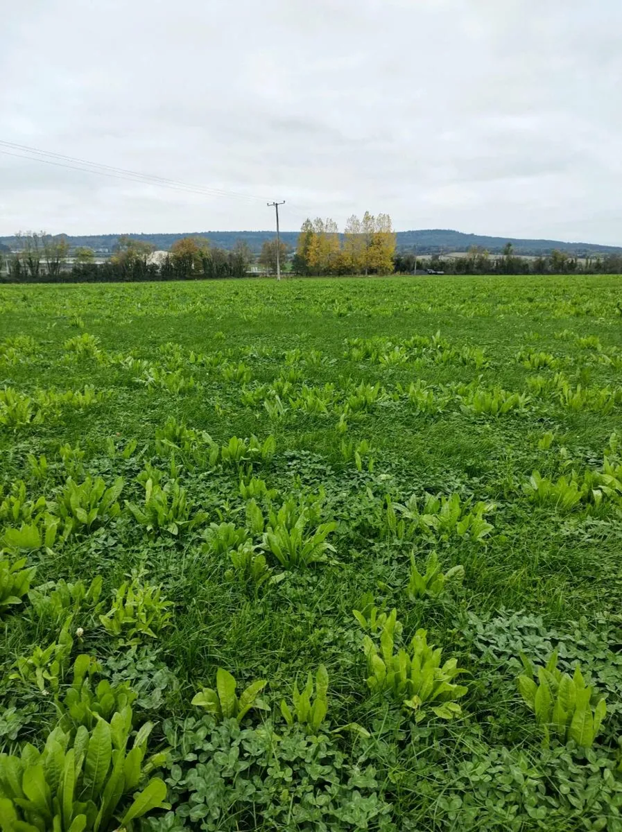 Plough Wanted - Image 2