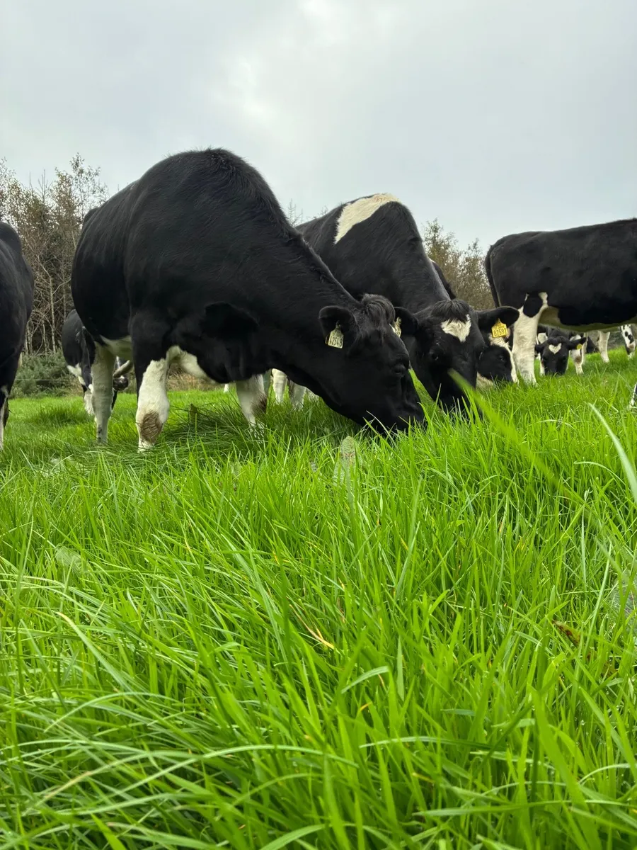 Incalf friesian heifers - Image 2