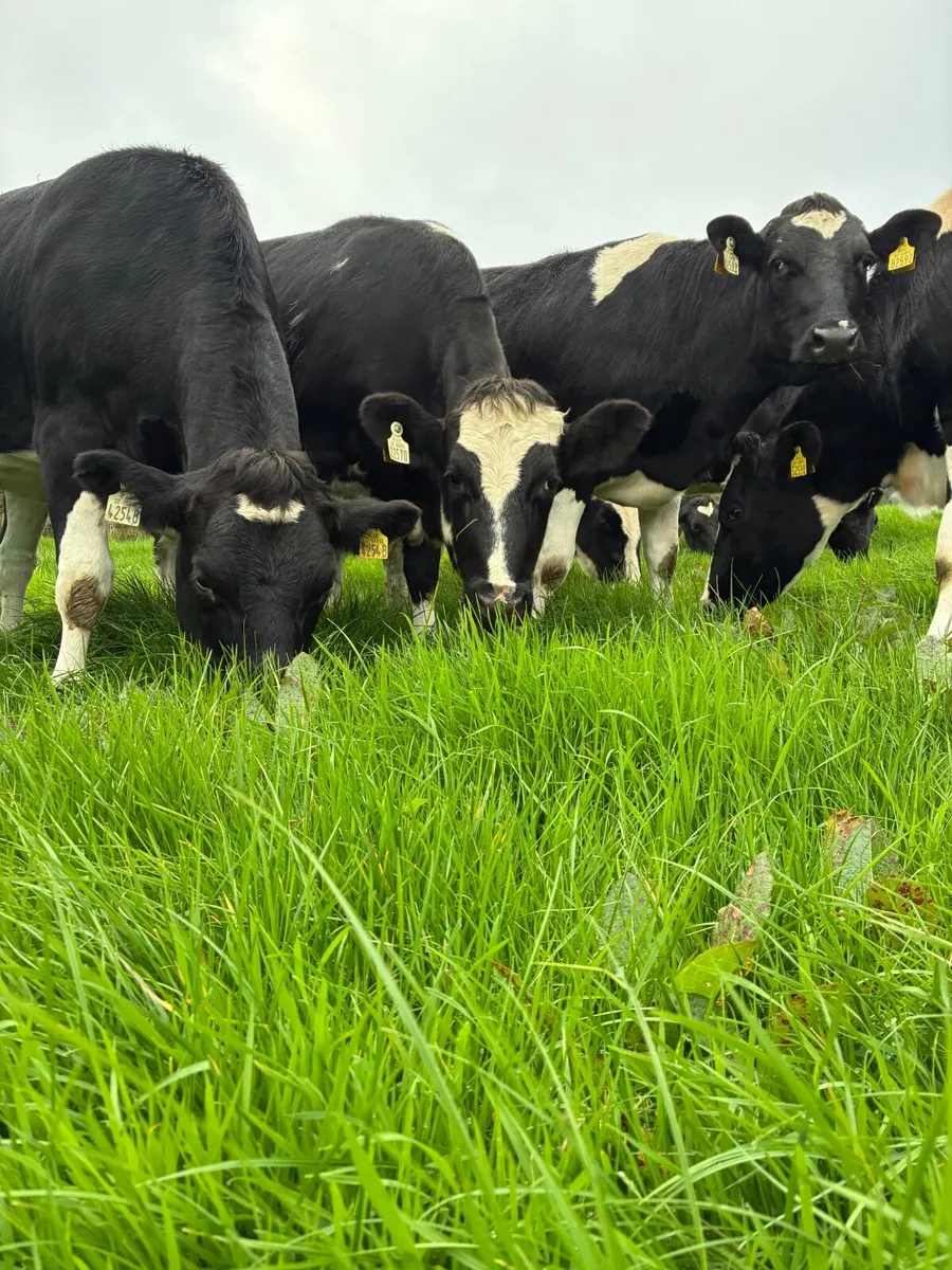 Incalf friesian heifers - Image 1