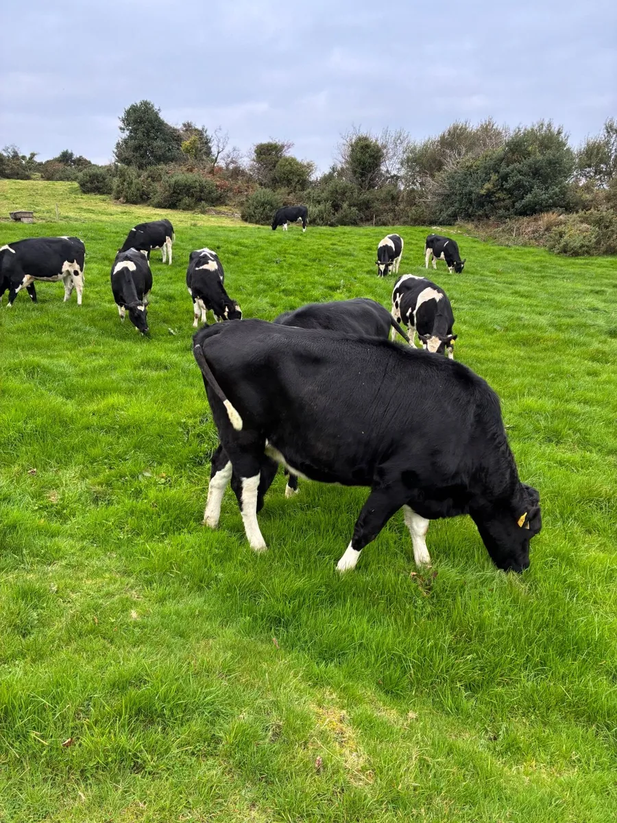 Incalf friesian heifers - Image 3