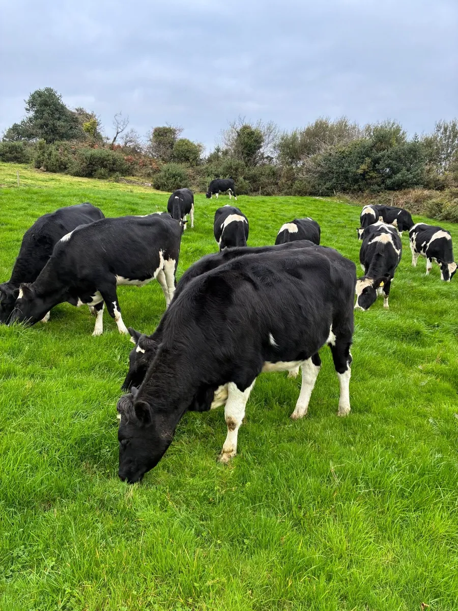 Incalf friesian heifers - Image 4