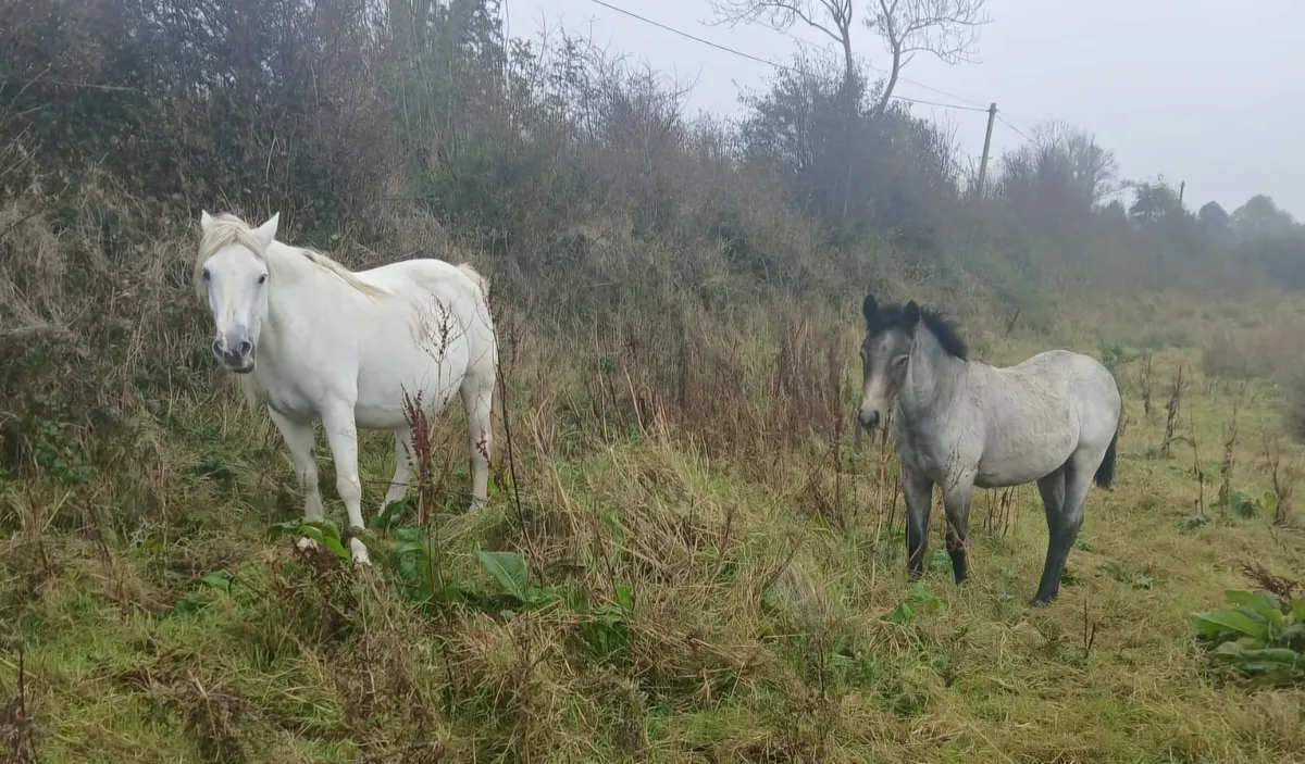 Pony