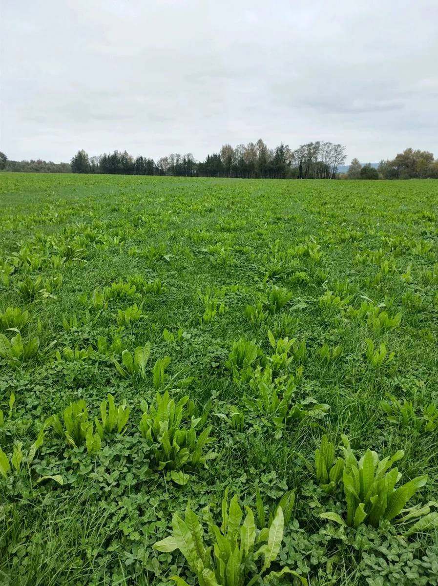 Plough Wanted - Image 1