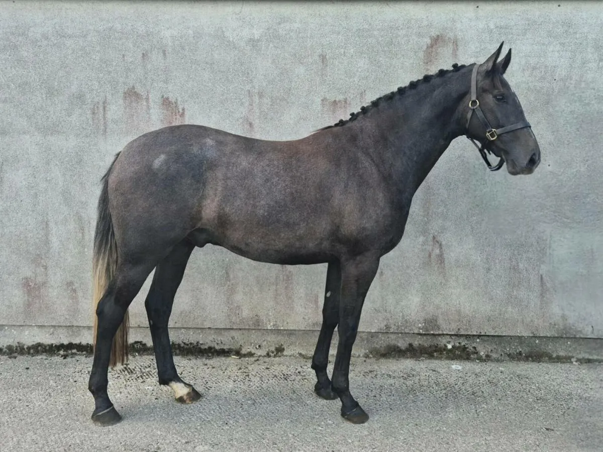 3 Year old, ISH Gelding - Image 2