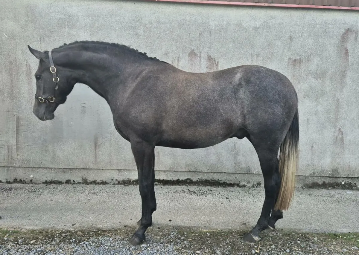 3 Year old, ISH Gelding - Image 3