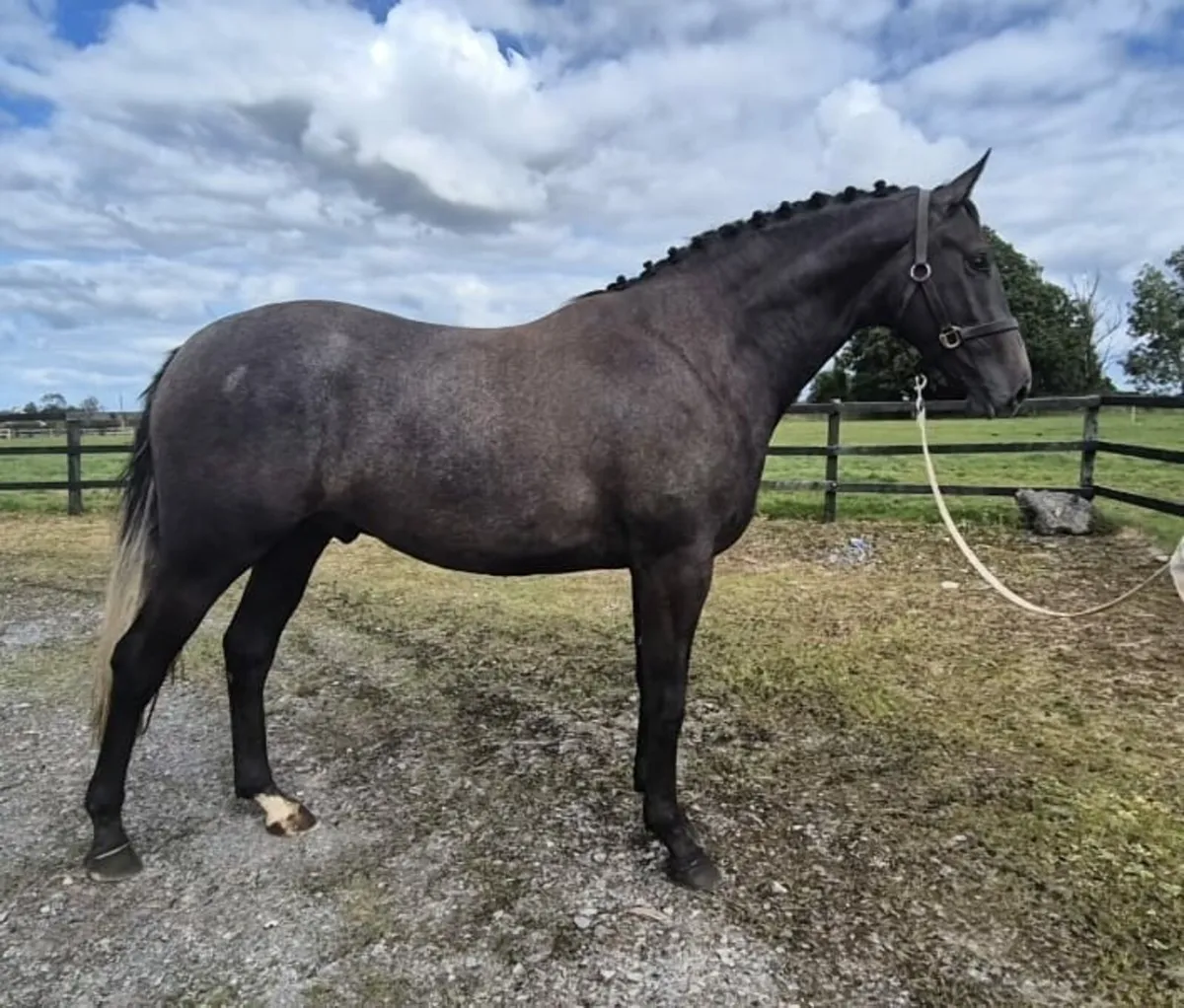 3 Year old, ISH Gelding - Image 4
