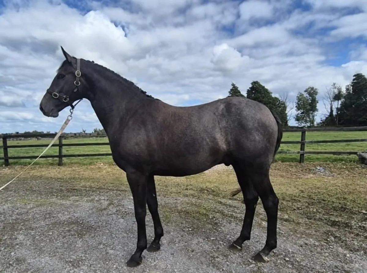 3 Year old, ISH Gelding - Image 1
