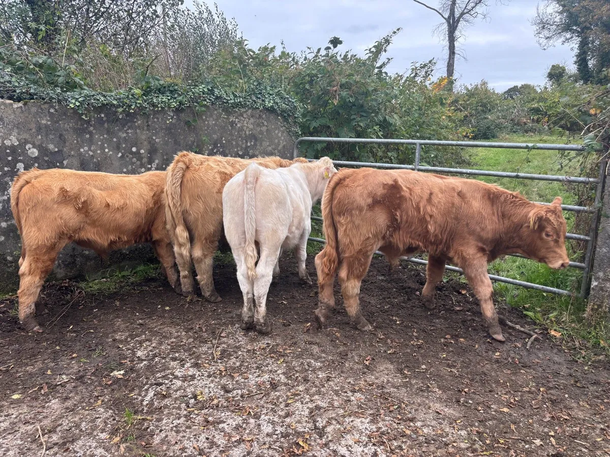 Weanling bulls - Image 1