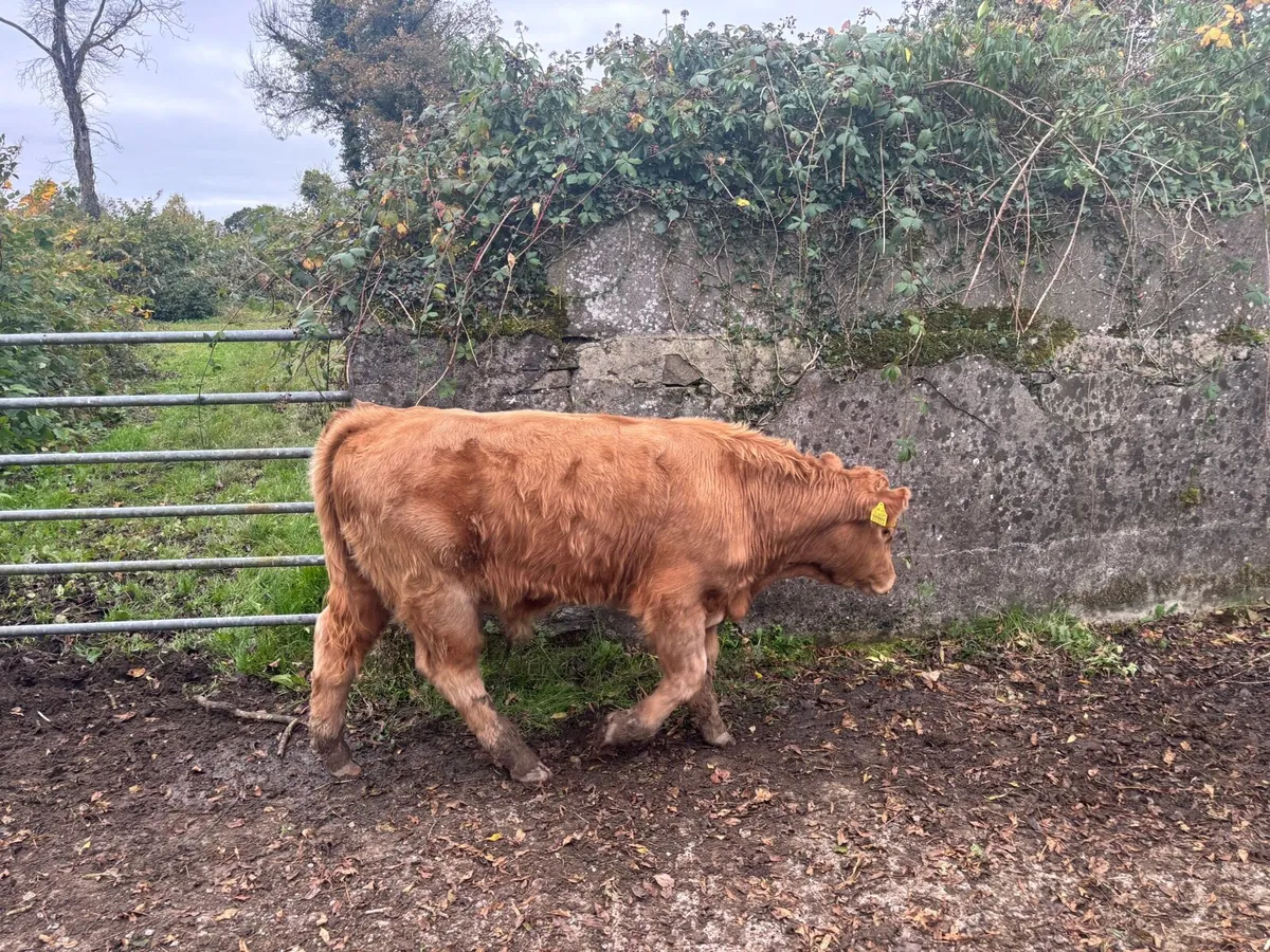 Weanling bulls - Image 2