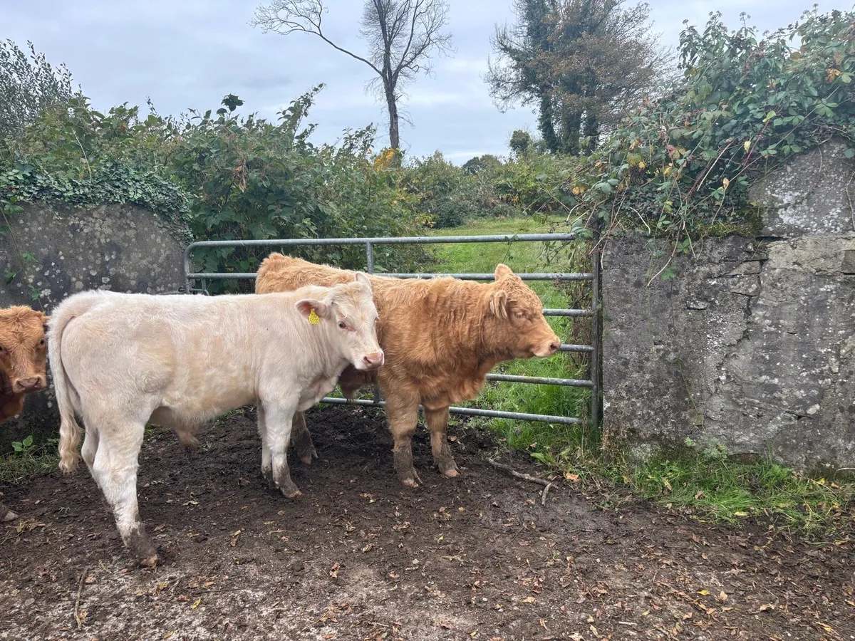 Weanling bulls - Image 3