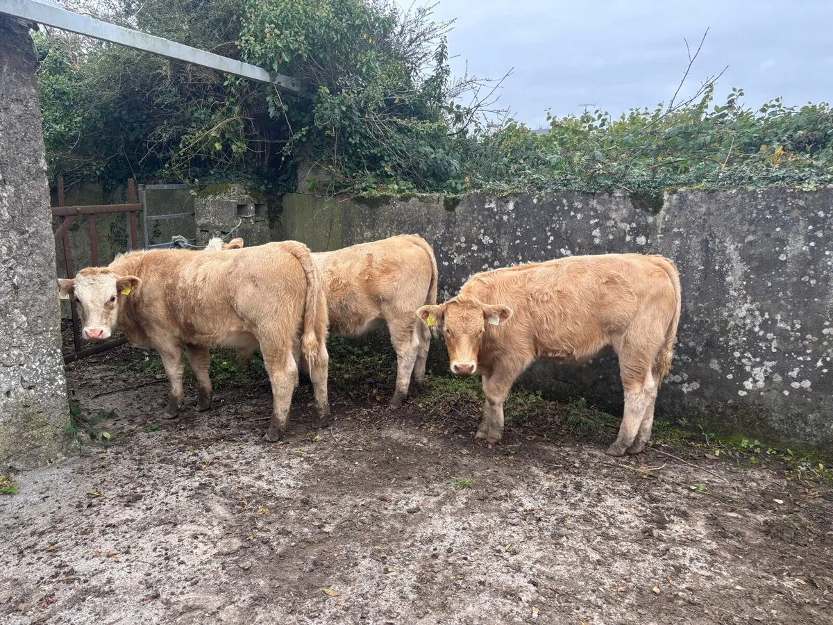 Weanling bulls - Image 4