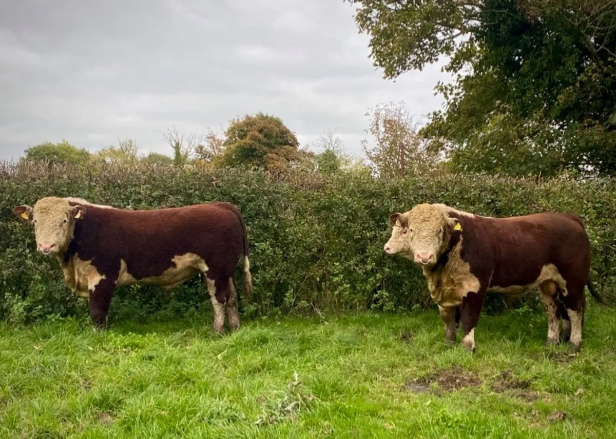 Pedigree Hereford bulls - Image 1