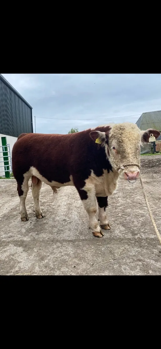 Pedigree Hereford bulls - Image 2