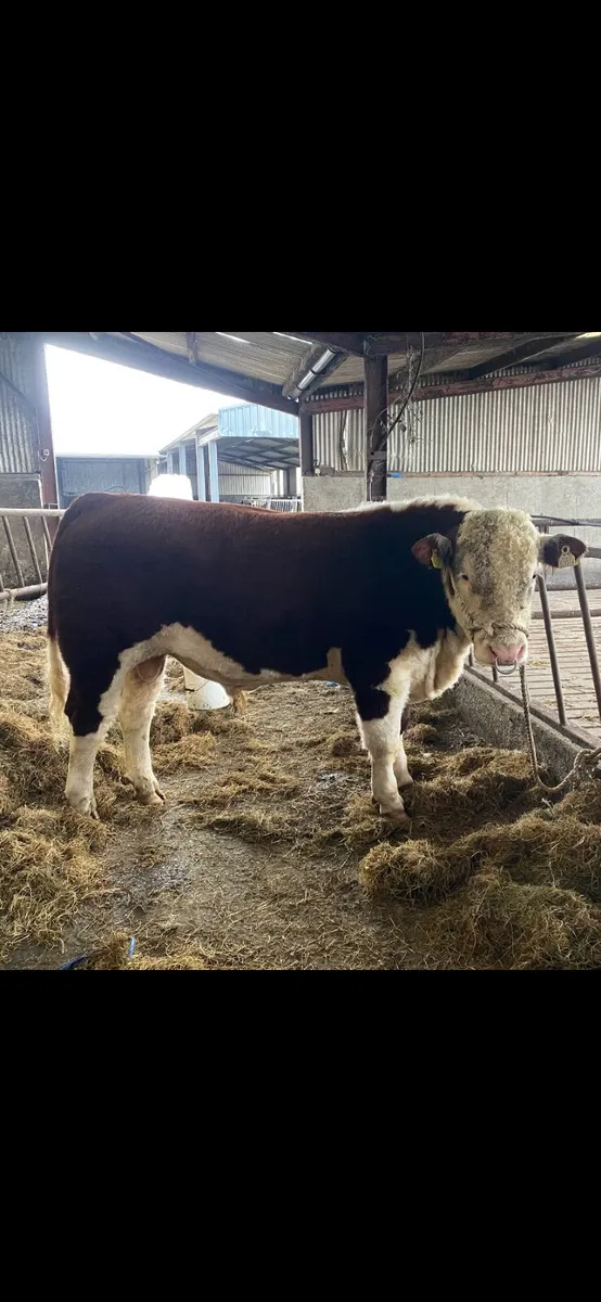Pedigree Hereford bulls - Image 4