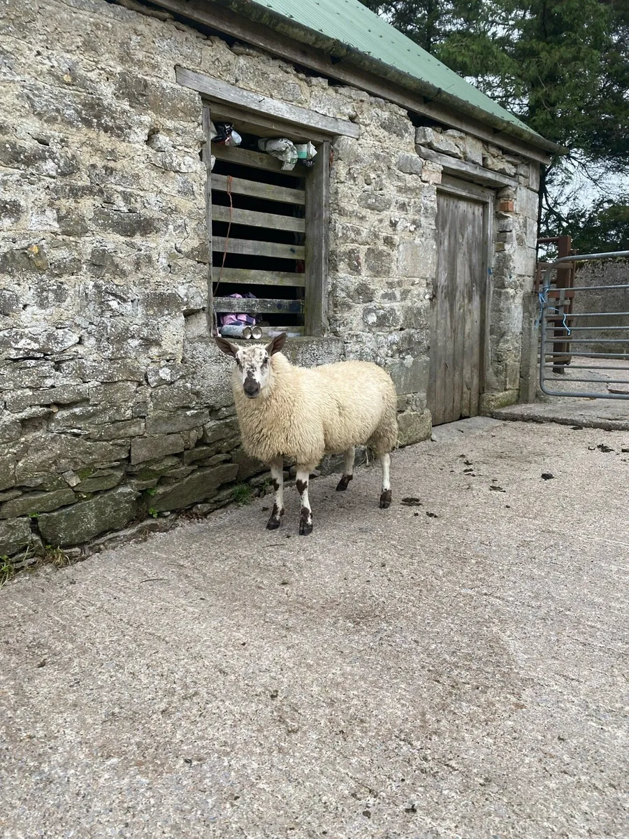 Brokie tip lamb - Image 1