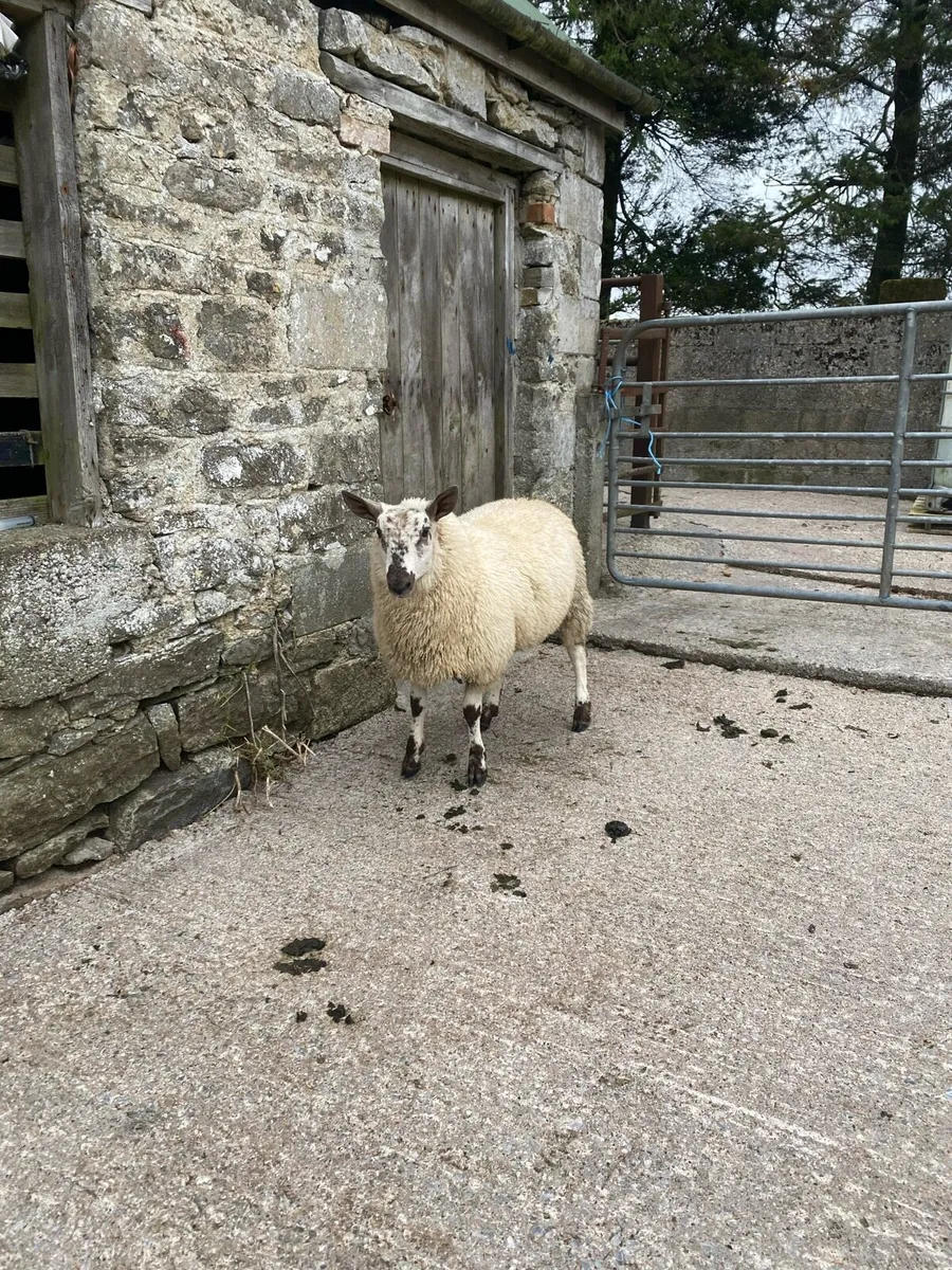 Brokie tip lamb - Image 2