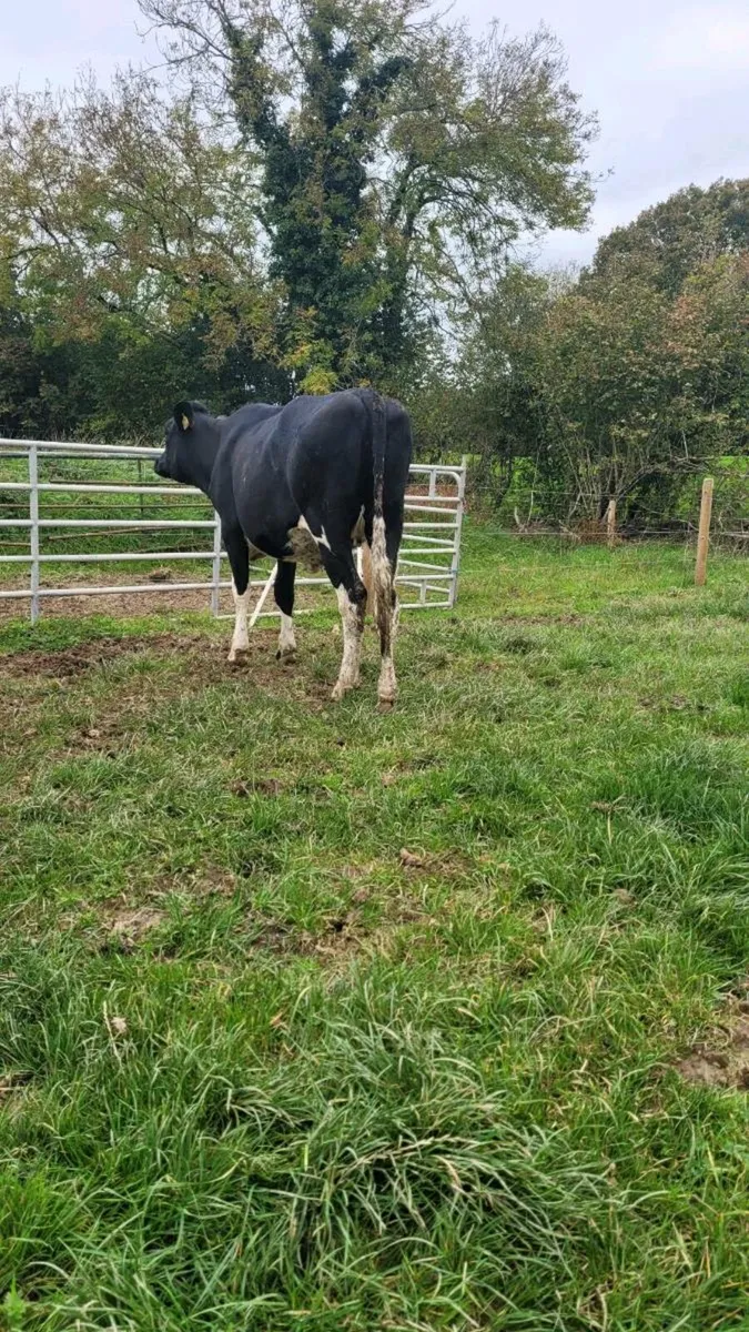 Incalf br freisan heifer - Image 1