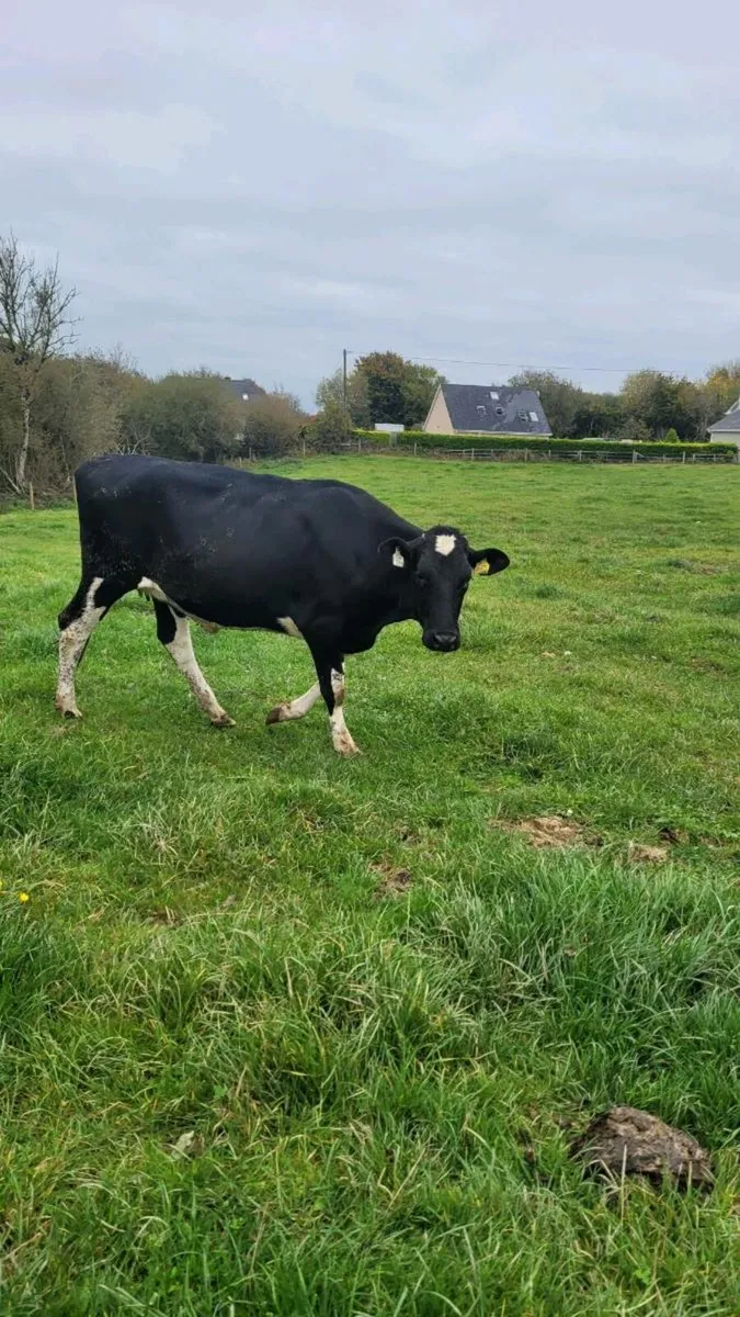 Incalf br freisan heifer - Image 2