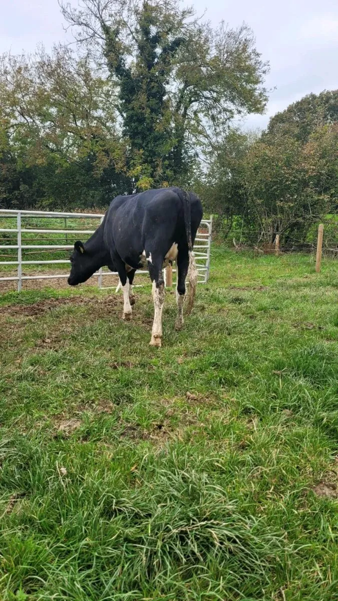 Incalf br freisan heifer - Image 3