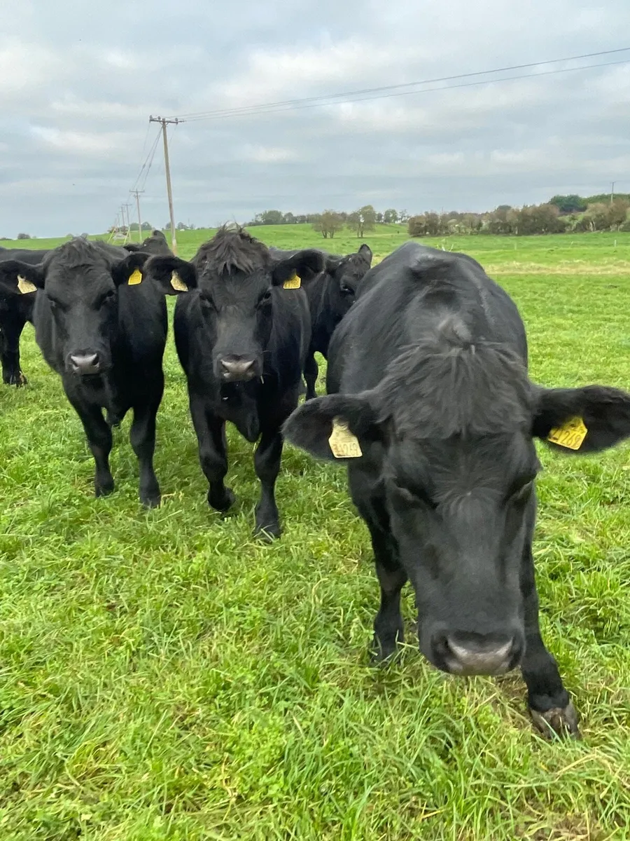 Angus bullocks - Image 1