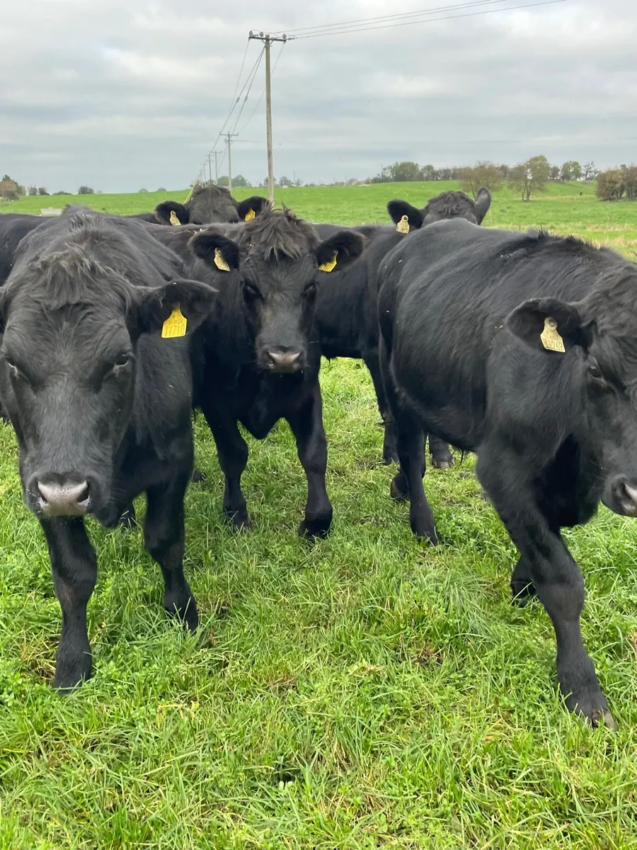 Angus bullocks - Image 2