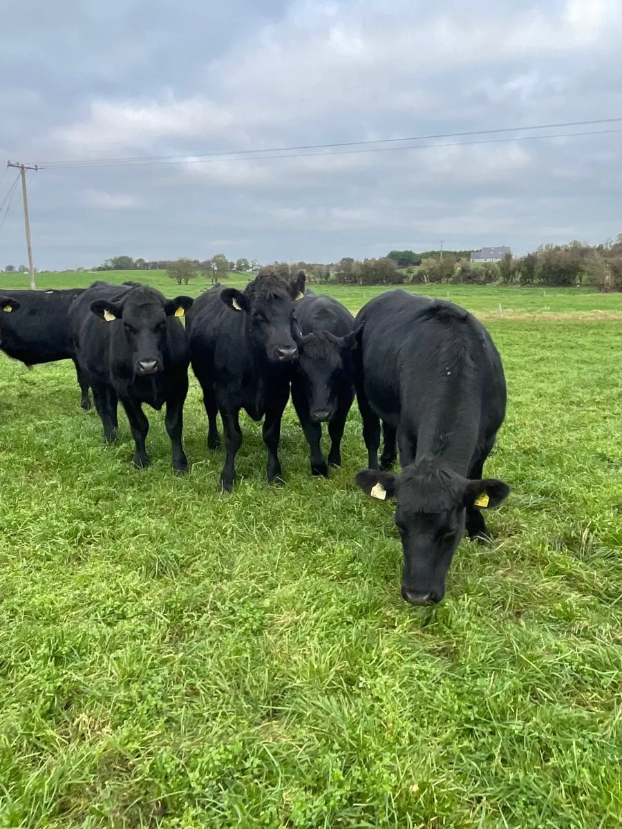 Angus bullocks - Image 3